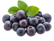 Fresh blueberries for export