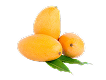 Premium Alphonso mangoes for export